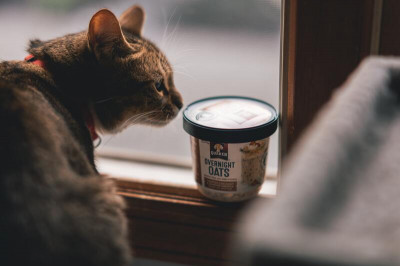 Diabetes Mellitus Felina, qué es y tratamiento